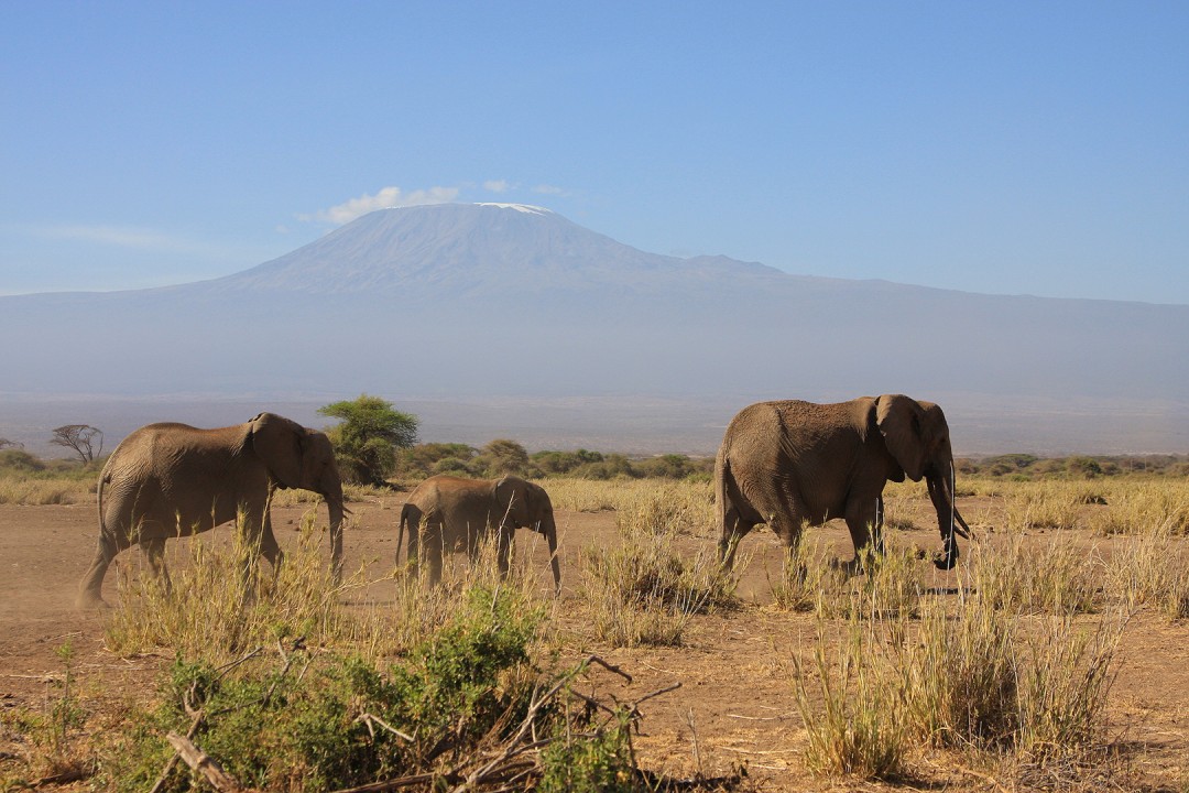 In the Shadow of Kilimanjaro