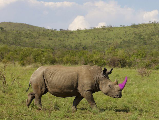 Dyed Rhino Horn