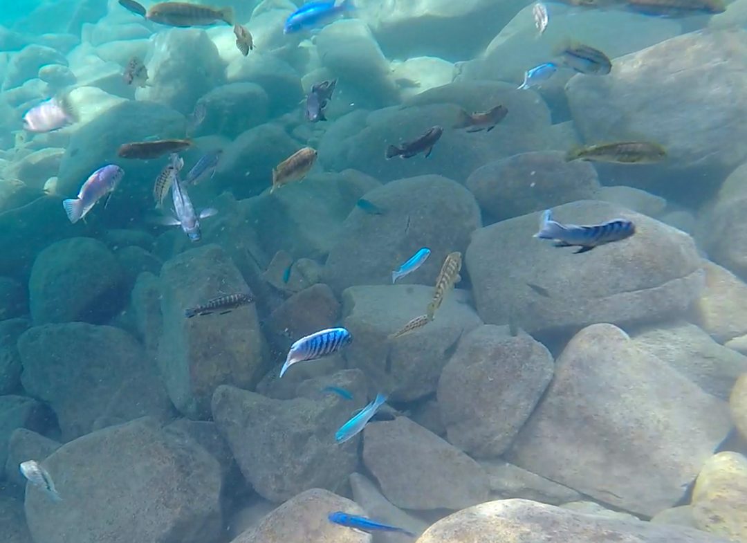 Lake Malawi Fish