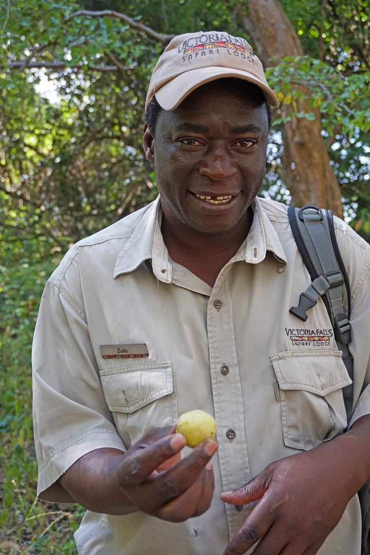 Zulu At Victoria Falls with Marula Fruit