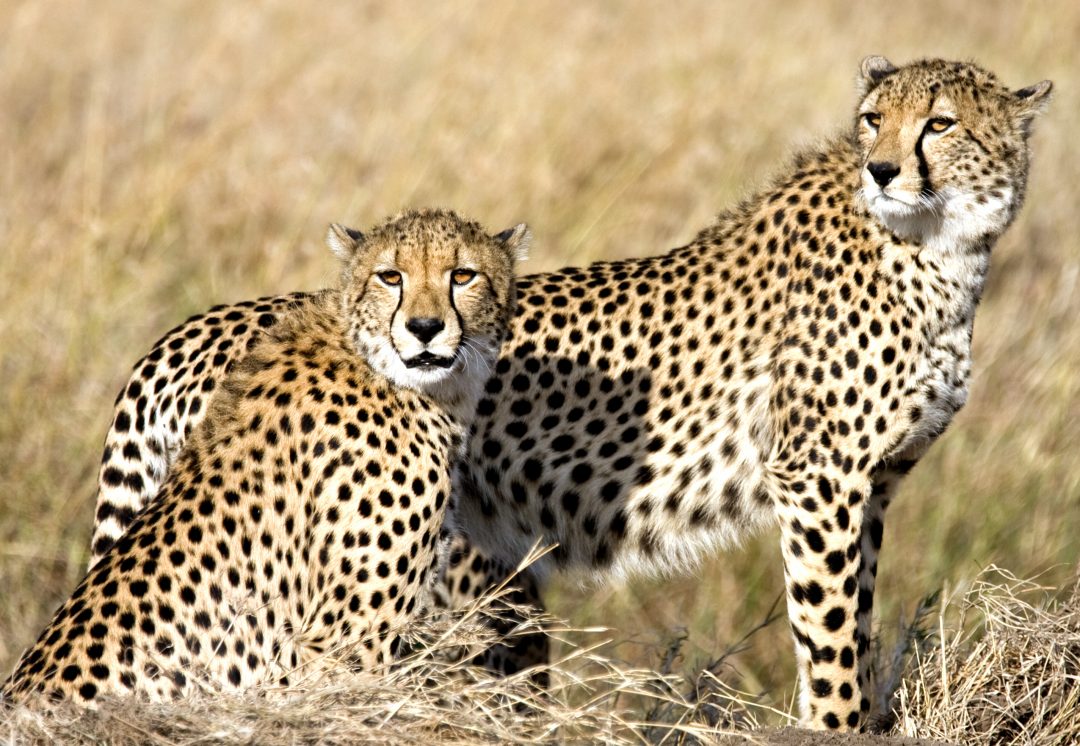 Cheetah featured image
